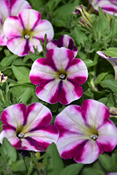 Headliner Raspberry Swirl Petunia (Petunia 'KLEPH18198') at Lakeshore Garden Centres