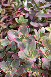 Sunsparkler Wildfire Stonecrop (Sedum 'Wildfire') at A Very Successful Garden Center