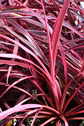 Festival Raspberry Cordyline (Cordyline 'CorBzr01') at Lakeshore Garden Centres