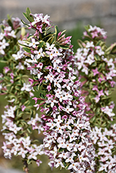 Carol Mackie Daphne (Daphne x burkwoodii 'Carol Mackie') at Peter Knippel Garden Centre