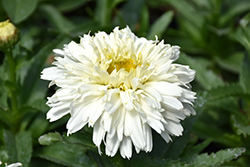 Macaroon Shasta Daisy (Leucanthemum x superbum 'Macaroon') at Lakeshore Garden Centres