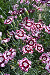 Raspberry Swirl Pinks (Dianthus 'Devon Siskin') at Lakeshore Garden Centres