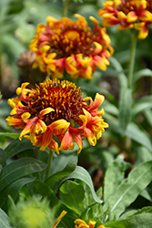 Sun Devil Blanket Flower (Gaillardia x grandiflora 'Devil') at Lakeshore Garden Centres