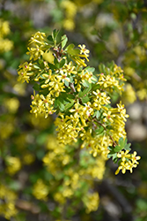 Clove Currant (Ribes odoratum) at Lakeshore Garden Centres
