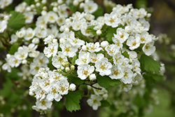 Snowbird Hawthorn (Crataegus x mordenensis 'Snowbird') at Peter Knippel Garden Centre
