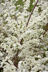 First Snow Spirea (Spiraea x cinerea 'Grefsheim') at Lakeshore Garden Centres