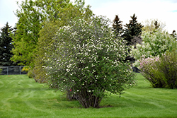 Manchurian Viburnum (Viburnum burejaeticum) at Lakeshore Garden Centres