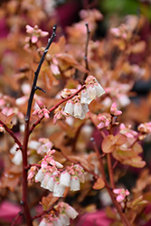 Brunswick Lowbush Blueberry (Vaccinium angustifolium 'Brunswick') at Peter Knippel Garden Centre