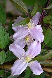 Pink Anemone Clematis (Clematis montana var. rubens) at Lakeshore Garden Centres