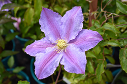 Queen Of Style Clematis (Clematis 'Queen Of Style') at Lakeshore Garden Centres