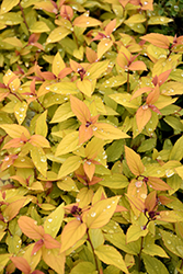 Sparkling Carpet Spirea (Spiraea japonica 'Sparkling Carpet') at Lakeshore Garden Centres