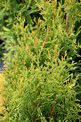 Fairy Lights Arborvitae (Thuja occidentalis 'Fairy Lights') at Lakeshore Garden Centres