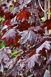 Prairie Splendor Norway Maple (Acer platanoides 'Prairie Splendor') at Lakeshore Garden Centres