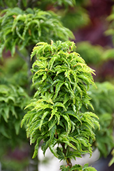 Lions Head Japanese Maple (Acer palmatum 'Shishigashira') at Lakeshore Garden Centres