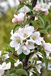 Golden Sentinel Columnar Apple (Malus 'Golden Sentinel') at Lakeshore Garden Centres