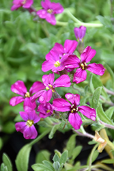 Cascade Purple Rock Cress (Aubrieta 'Cascade Purple') at Lakeshore Garden Centres