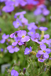 Cascade Blue Rock Cress (Aubrieta 'Cascade Blue') at Lakeshore Garden Centres