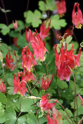 Little Lanterns Columbine (Aquilegia canadensis 'Little Lanterns') at Peter Knippel Garden Centre