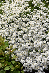 Candytuft (Iberis sempervirens) at Lakeshore Garden Centres