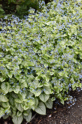 Jack Frost Bugloss (Brunnera macrophylla 'Jack Frost') at Peter Knippel Garden Centre