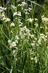 ColorGrass Lucius Wood Rush (Luzula nivea 'Lucius') at Lakeshore Garden Centres
