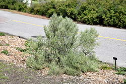 Rubber Rabbitbrush (Chrysothamnus nauseosus) at Lakeshore Garden Centres