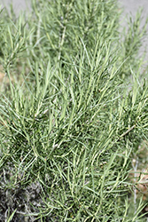 Rubber Rabbitbrush (Chrysothamnus nauseosus) at Lakeshore Garden Centres