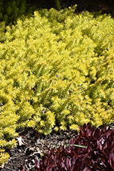 Angelina Stonecrop (Sedum rupestre 'Angelina') at Peter Knippel Garden Centre