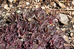 Proud Zelda Hens And Chicks (Sempervivum 'Proud Zelda') at Lakeshore Garden Centres