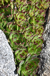 Hepworth Hens And Chicks (Sempervivum 'Hepworth') at Lakeshore Garden Centres