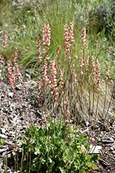 Poker Heuchera (Heuchera cylindrica) at Lakeshore Garden Centres