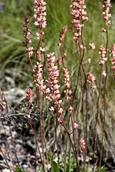 Poker Heuchera (Heuchera cylindrica) at Lakeshore Garden Centres
