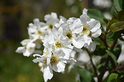 Snow Day Surprise Pearlbush (Exochorda 'Niagara') at Lakeshore Garden Centres