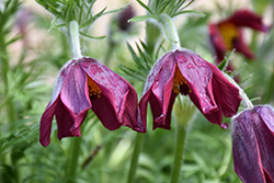 Burgundy Pasqueflower (Pulsatilla vulgaris 'Burgundy') at Lakeshore Garden Centres