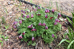 Burgundy Pasqueflower (Pulsatilla vulgaris 'Burgundy') at Lakeshore Garden Centres