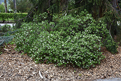 Somerset Daphne (Daphne x burkwoodii 'Somerset') at Lakeshore Garden Centres