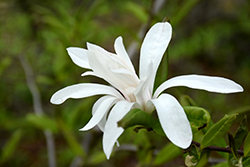 King Rose Star Magnolia (Magnolia stellata 'King Rose') at Lakeshore Garden Centres