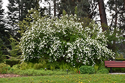 The Bride Pearlbush (Exochorda x macrantha 'The Bride') at Lakeshore Garden Centres