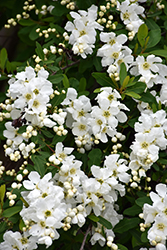 Snow Day Surprise Pearlbush (Exochorda 'Niagara') at Lakeshore Garden Centres