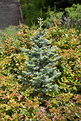 Dwarf Blue Rocky Mountain Fir (Abies lasiocarpa 'Glauca Compacta') at Lakeshore Garden Centres