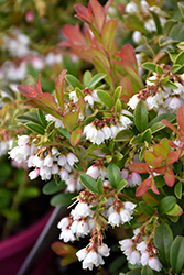 Koralle Lingonberry (Vaccinium vitis-idaea 'Koralle') at Lakeshore Garden Centres