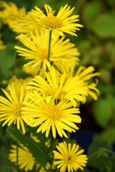 Leonardo Compact Leopard's Bane (Doronicum orientale 'Leonardo Compact') at Peter Knippel Garden Centre