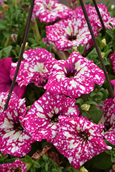 Headliner Pink Sky Petunia (Petunia 'KLEPH17342') at Lakeshore Garden Centres