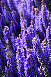 Sensation Deep Blue Sage (Salvia nemorosa 'Sensation Deep Blue') at Lakeshore Garden Centres