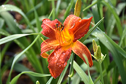 Anzac Daylily (Hemerocallis 'Anzac') at Lakeshore Garden Centres