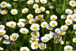 White English Daisy (Bellis perennis 'White') at Lakeshore Garden Centres