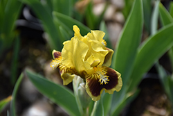 Fireplace Embers Iris (Iris 'Fireplace Embers') at Lakeshore Garden Centres