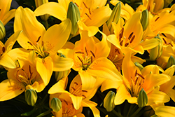 Lily Looks Tiny Glow Lily (Lilium 'Tiny Glow') at Lakeshore Garden Centres