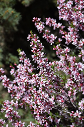 Fire Hill Russian Almond (Prunus tenella 'Firehill') at Lakeshore Garden Centres