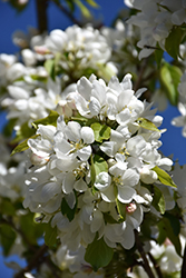 Rosthern Siberian Crab Apple (Malus baccata 'Rosthern') at Green Thumb Garden Centre
